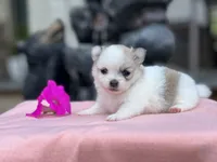 Paylee, a female Pomeranian for sale in Willard, OH – 1 of 8