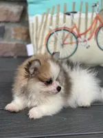 Jackson , a male Pomeranian for sale in Willard, OH – 4 of 7