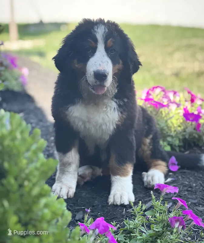 Kati – Bernese Mountain Dog puppy for sale in Willard, OH