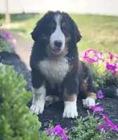 Kati, a female Bernese Mountain Dog for sale in Willard, OH – 1 of 5