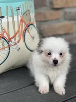 Parker , a male Pomeranian for sale in Willard, OH – 2 of 6