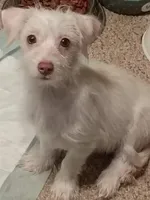 Marshmallow , a male Chihuahua and Shih Tzu for sale in Northglenn, CO – Photo 6 of 9