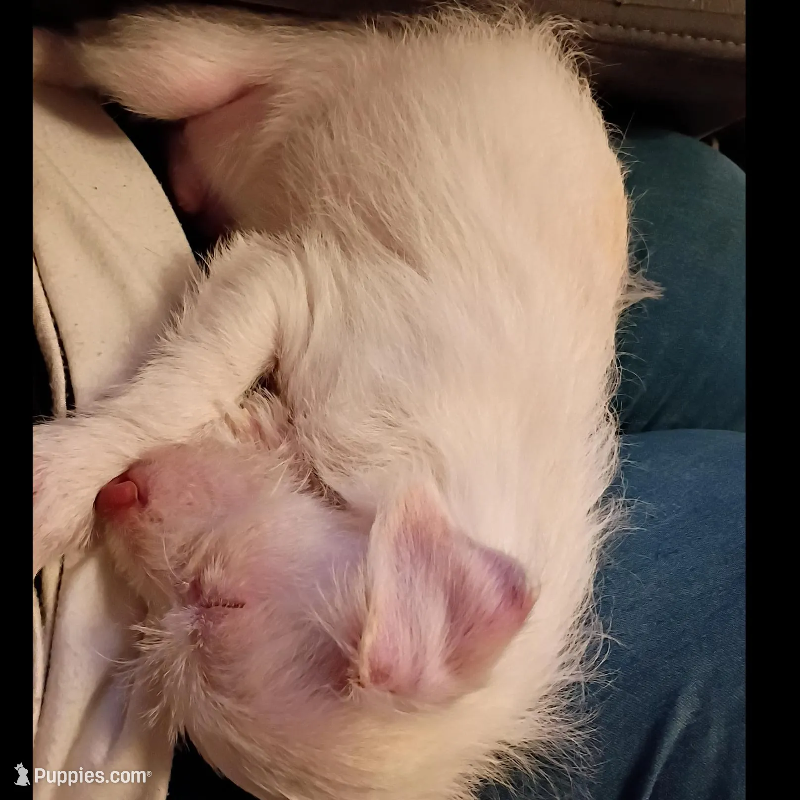 Marshmallow , a male Chihuahua and Shih Tzu for sale in Northglenn, CO – Photo 3 of 4