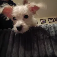 Marshmallow , a male Chihuahua and Shih Tzu for sale in Northglenn, CO – Photo 9 of 9