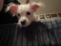 Marshmallow , a male Chihuahua and Shih Tzu for sale in Northglenn, CO – Photo 4 of 4