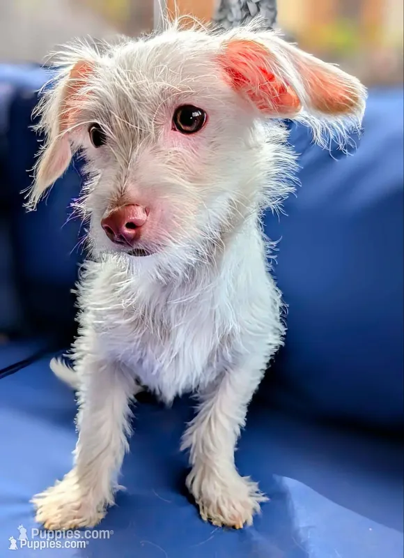 Marshmallow  – Chihuahua, Shih Tzu puppy for sale in Northglenn, CO