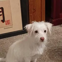 Marshmallow , a male Chihuahua and Shih Tzu for sale in Northglenn, CO – Photo 5 of 9