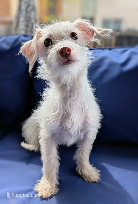 Marshmallow  – Chihuahua, Shih Tzu puppy for sale in Northglenn, CO