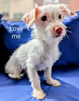 Marshmallow , a male Chihuahua and Shih Tzu for sale in Northglenn, CO – Photo 2 of 9