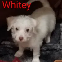 Marshmallow , a male Chihuahua and Shih Tzu for sale in Northglenn, CO – Photo 7 of 9