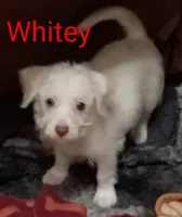 Whitey, a male Chihuahua and Shih Tzu for sale in Northglenn, CO – Photo 2 of 2