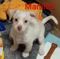 Marbles, a male Chihuahua and Shih Tzu for sale in Northglenn, CO – Photo 2 of 2