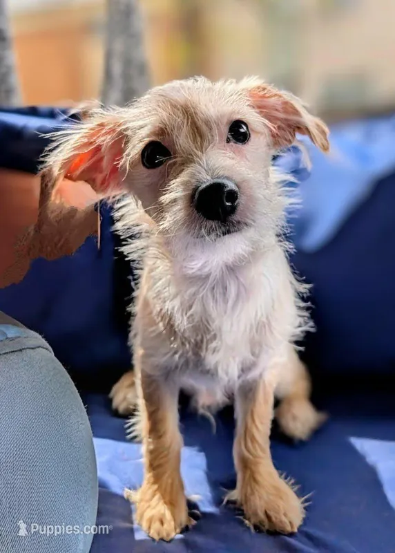 Brownie – Chihuahua, Shih Tzu puppy for sale in Northglenn, CO