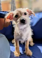 Brownie, a male Chihuahua and Shih Tzu for sale in Northglenn, CO – Photo 3 of 8
