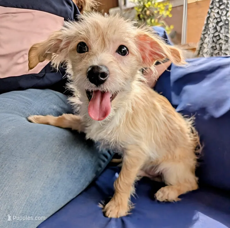 Brownie – Chihuahua, Shih Tzu puppy for sale in Northglenn, CO