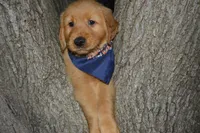 Enzo, a male Golden Retriever for sale in Keller, TX – Photo 3 of 4