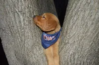 Enzo, a male Golden Retriever for sale in Keller, TX – Photo 2 of 4