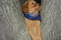 Enzo, a male Golden Retriever for sale in Keller, TX – Photo 4 of 4