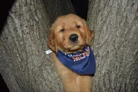 Enzo, a male Golden Retriever for sale in Keller, TX – Photo 1 of 4