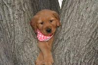 Davida, a female Golden Retriever for sale in Keller, TX – Photo 2 of 2