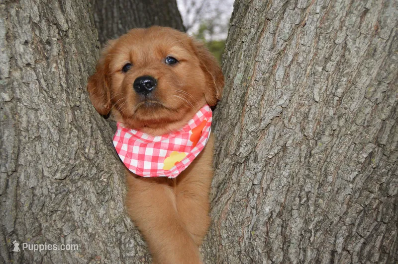 Davida – Golden Retriever puppy for sale in Keller, TX