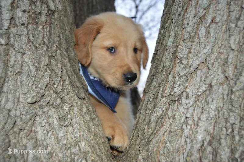 Buckwheat – Golden Retriever puppy for sale in Keller, TX