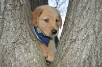 Buckwheat, a male Golden Retriever for sale in Keller, TX – Photo 1 of 2