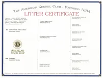 Buckwheat, a male Golden Retriever for sale in Keller, TX – Photo 3 of 4