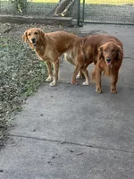 Buckwheat, a male Golden Retriever for sale in Keller, TX – Photo 4 of 4