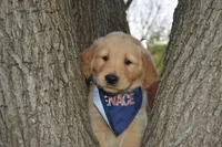 Buckwheat, a male Golden Retriever for sale in Keller, TX – Photo 2 of 2