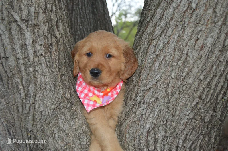 Daisy – Golden Retriever puppy for sale in Keller, TX