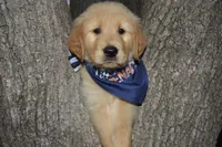 Tank, a male Golden Retriever for sale in Keller, TX – Photo 2 of 2