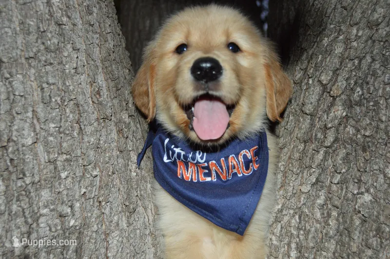 Tank – Golden Retriever puppy for sale in Keller, TX