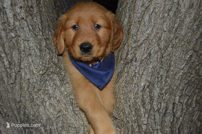 Cooper – Golden Retriever puppy for sale in Keller, TX