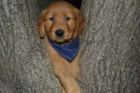 Cooper, a male Golden Retriever for sale in Keller, TX – Photo 1 of 4