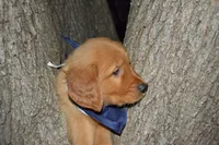 Cooper, a male Golden Retriever for sale in Keller, TX – Photo 2 of 4