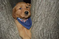 Cooper, a male Golden Retriever for sale in Keller, TX – Photo 3 of 4