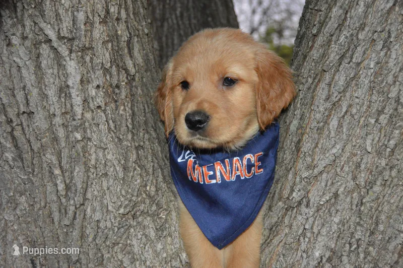 Odie – Golden Retriever puppy for sale in Keller, TX
