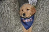 Odie, a male Golden Retriever for sale in Keller, TX – Photo 1 of 2