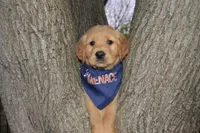 Odie, a male Golden Retriever for sale in Keller, TX – Photo 2 of 2