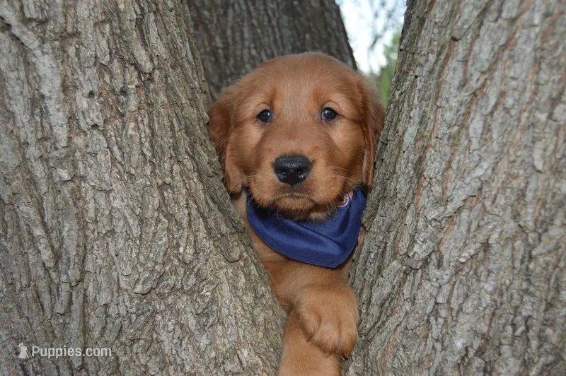 Whiskey – Golden Retriever puppy for sale in Keller, TX