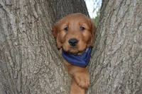 Whiskey, a male Golden Retriever for sale in Keller, TX – Photo 1 of 3
