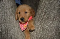 Jekka, a female Golden Retriever for sale in Keller, TX – Photo 1 of 2