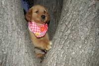 Jekka, a female Golden Retriever for sale in Keller, TX – Photo 2 of 2