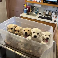 AKC Lab, a female Labrador Retriever for sale in Taylorsville, NC – Photo 3 of 3