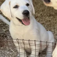 AKC Lab, a female Labrador Retriever for sale in Taylorsville, NC – Photo 1 of 3