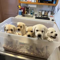 AKC Lab, a female Labrador Retriever for sale in Taylorsville, NC – Photo 2 of 3