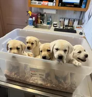 AKC Lab, a female Labrador Retriever for sale in Taylorsville, NC – Photo 2 of 3