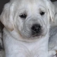 AKC Lab, a female Labrador Retriever for sale in Taylorsville, NC – Photo 2 of 4