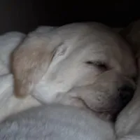 AKC Lab, a female Labrador Retriever for sale in Taylorsville, NC – Photo 4 of 4